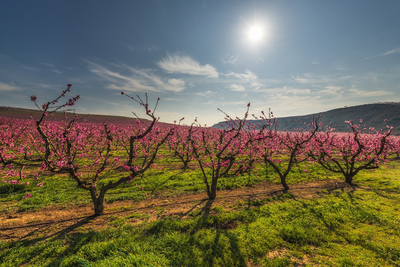 Image - color fields trees field tree