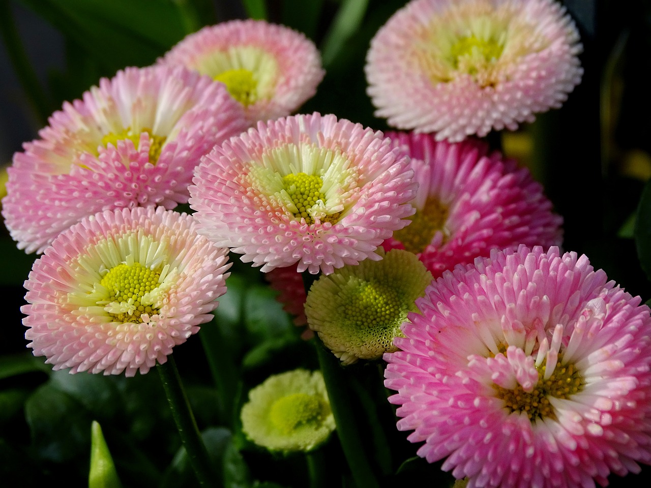 Image - bellis culture daisy composites