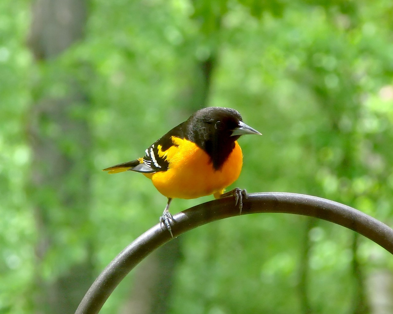 Image - bird avian baltimore oriole oriole