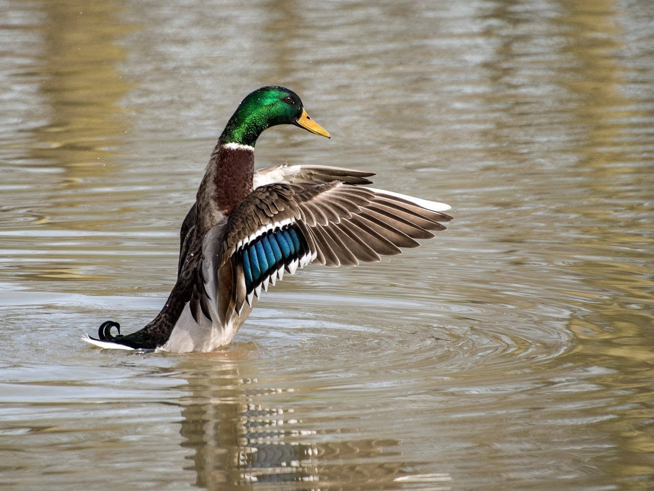 Image - duck mallard wing water plumage