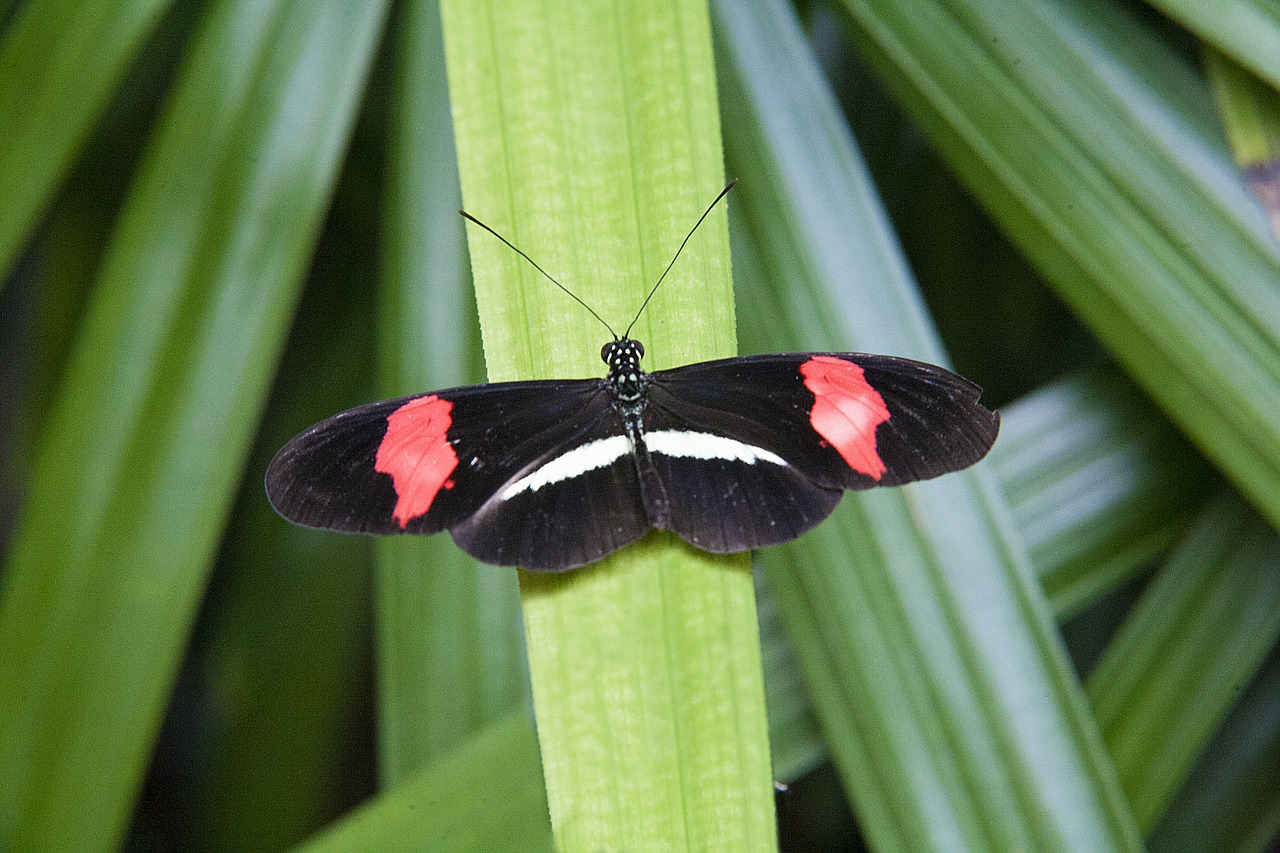 Image - butterfly fronds nature leaf plant