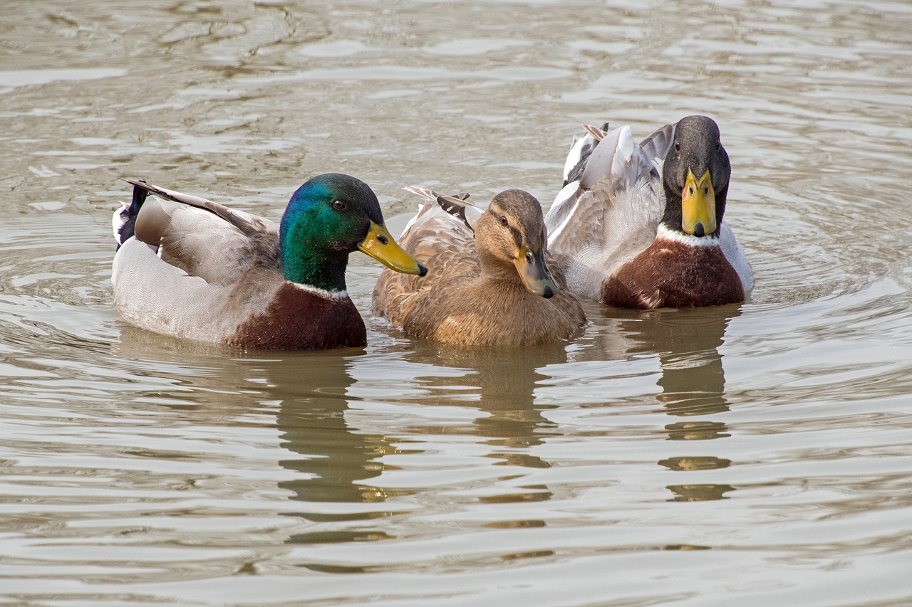 Image - duck mallard three water pond