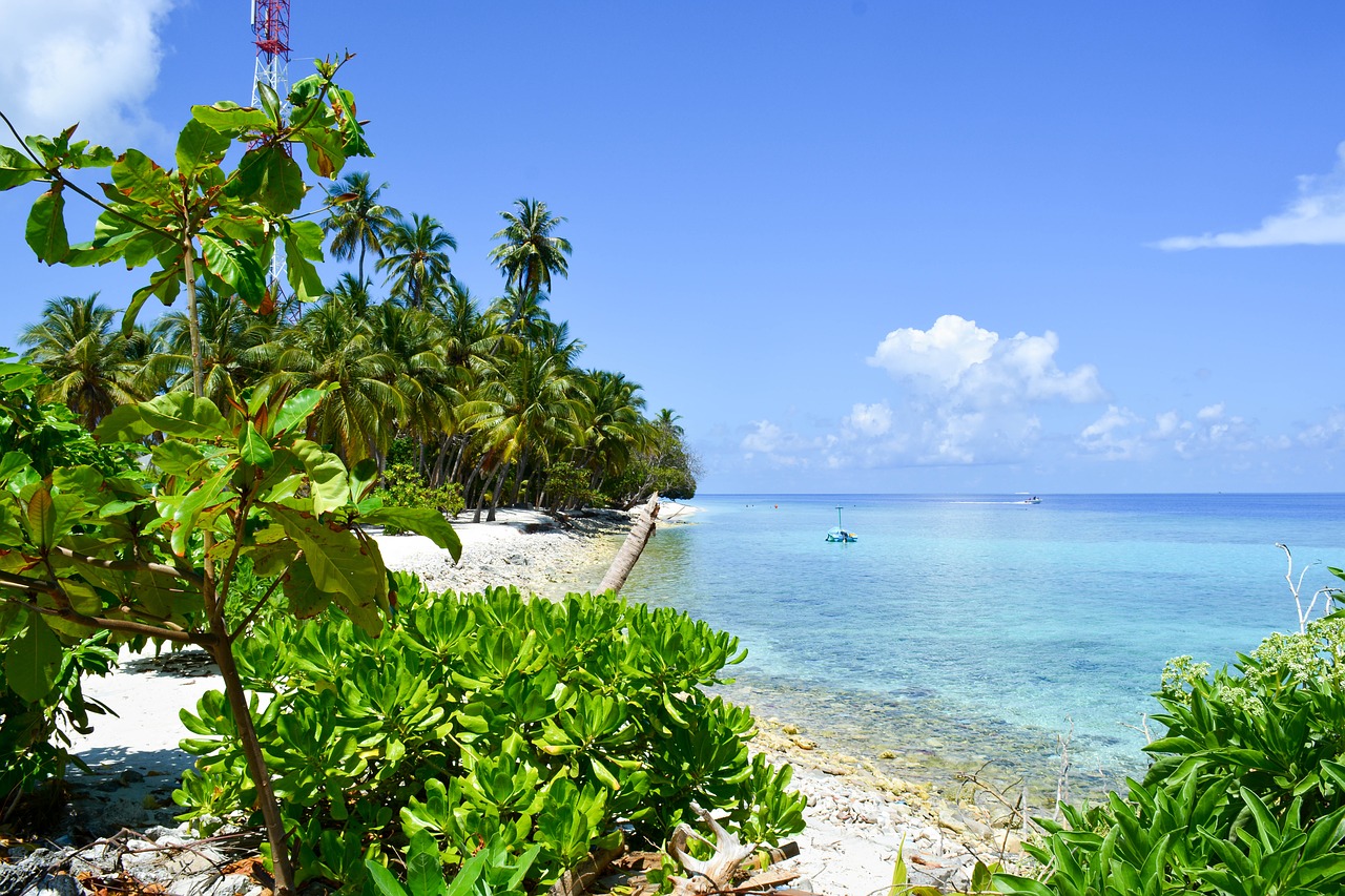 Image - beach palm trees seascape maldives