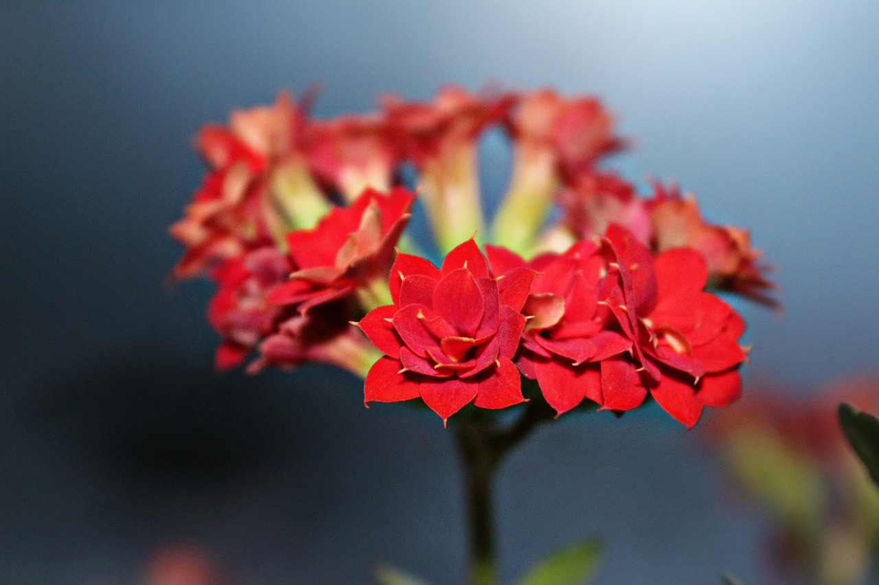 Image - kalanchoe flowers spring red