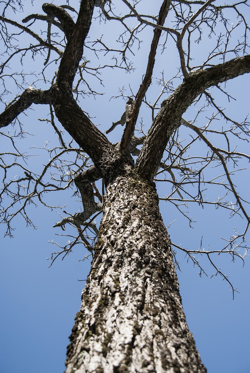 Image - tree twigs old tree sky trunk