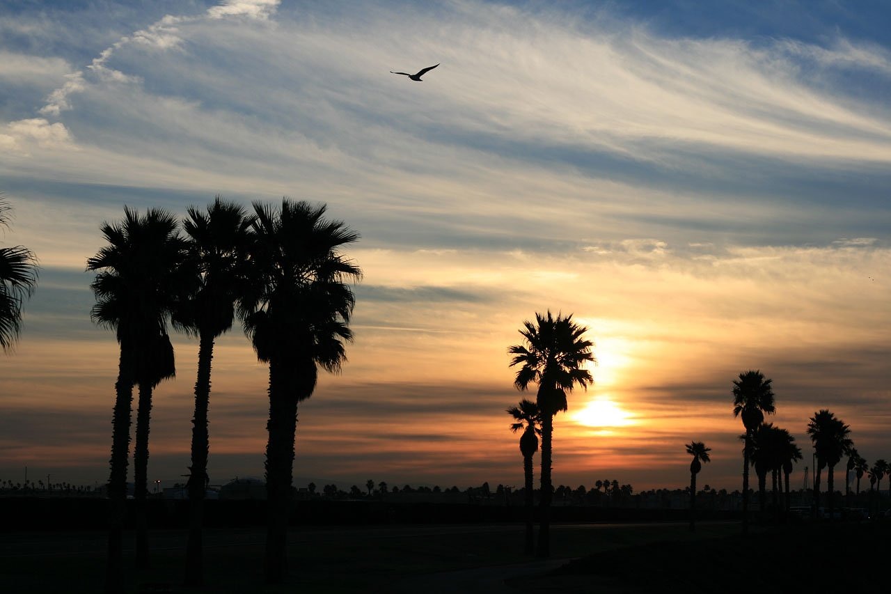 Image - palms tropica sunrise morning dawn