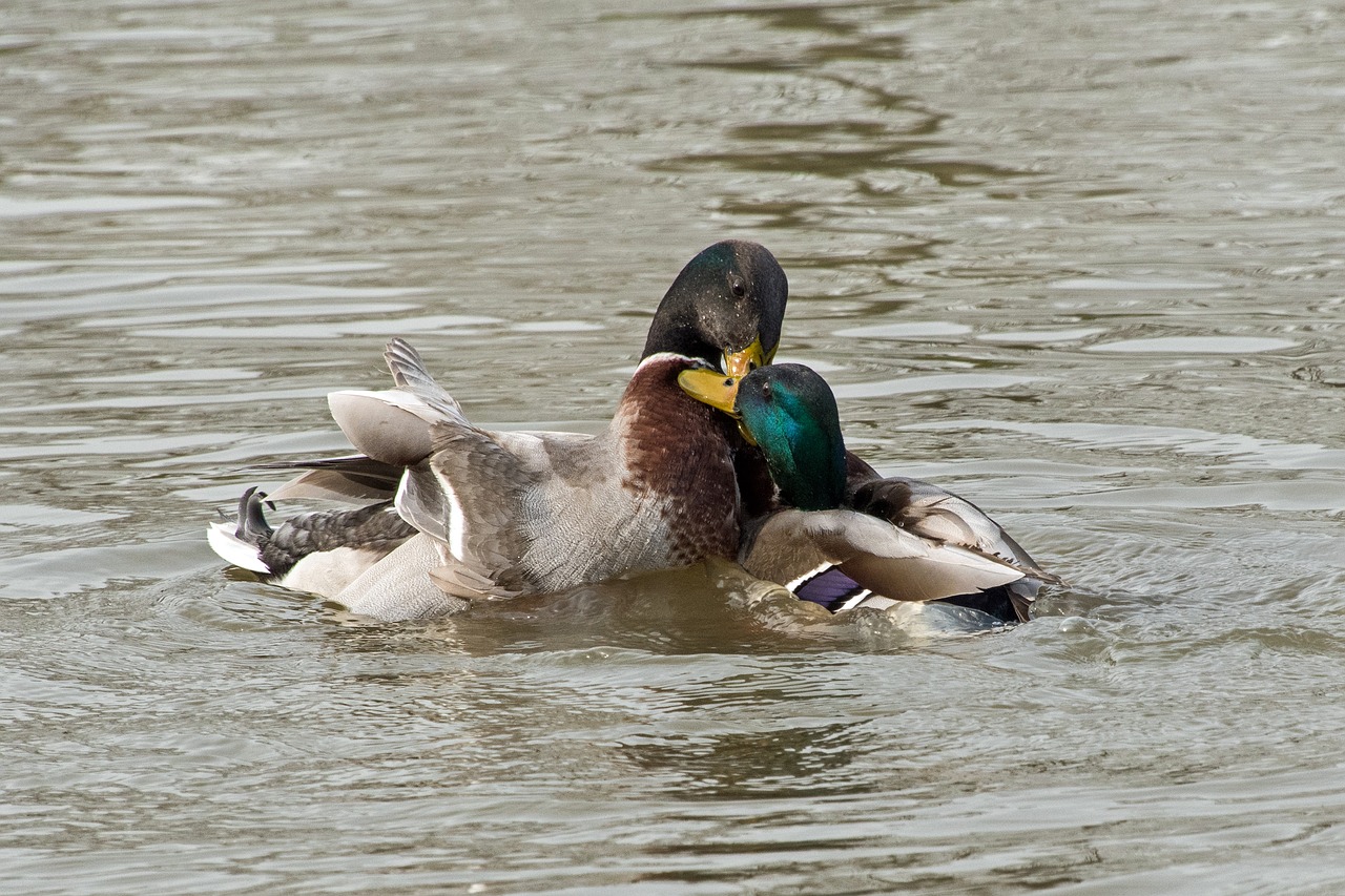 Image - duck mallard fight water play