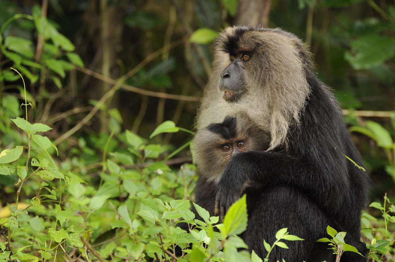 Image - lion tailed macaque wild life