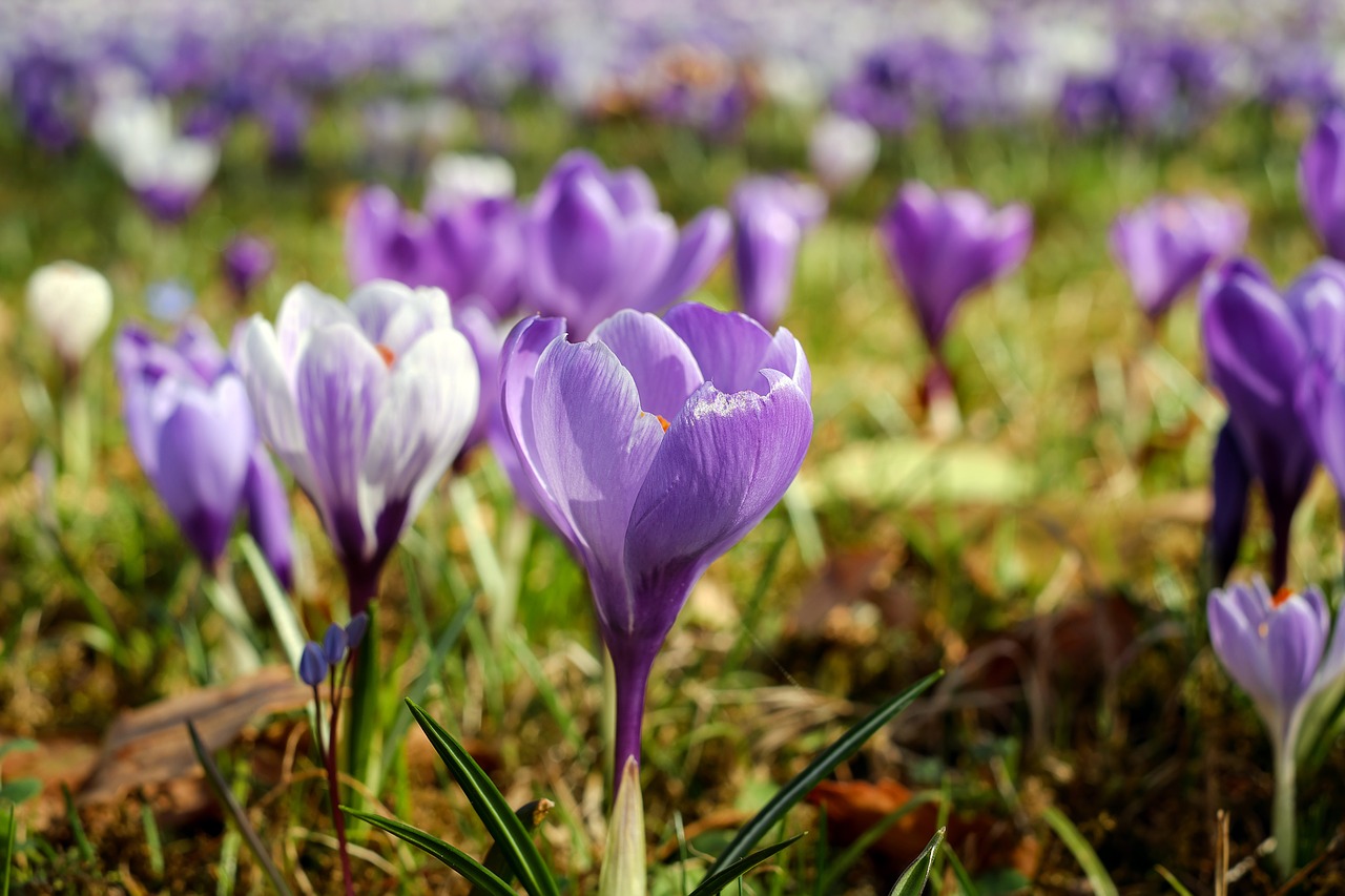 Image - crocus flower meadow flowers