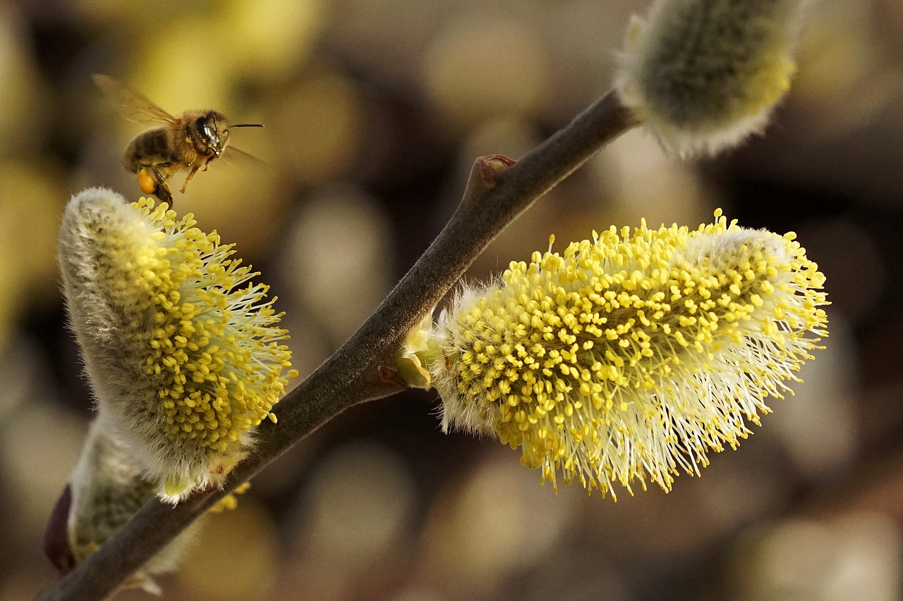 Image - spring pussy willow signs of spring