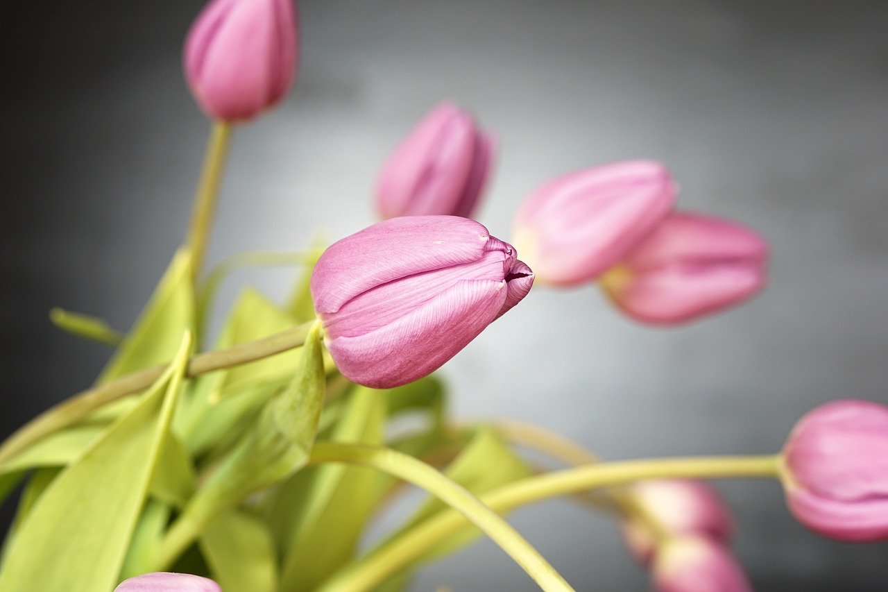 Image - tulip flowers blossom bloom spring