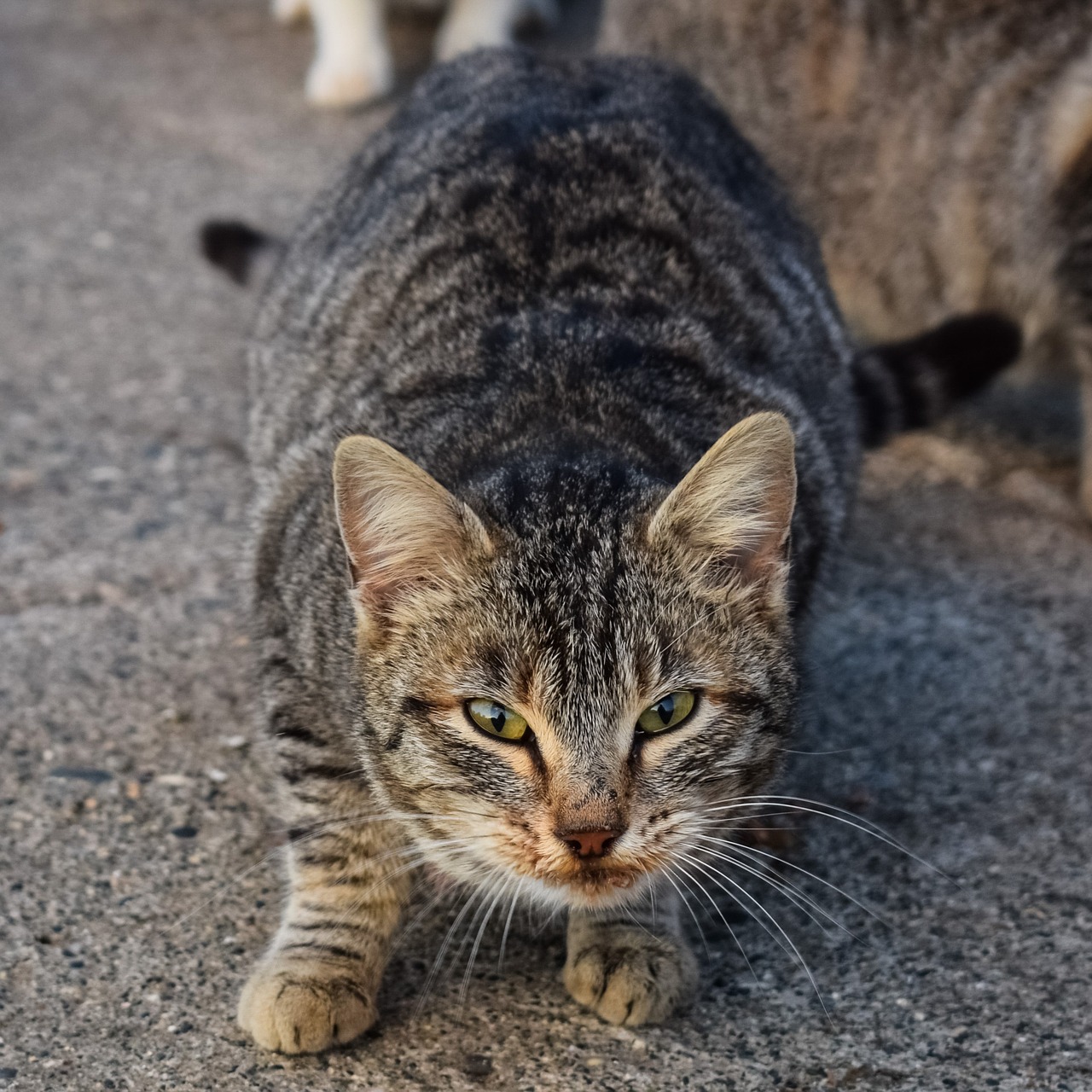 Image - cat feral street homeless animal