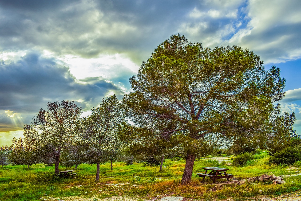 Image - copse trees nature forest