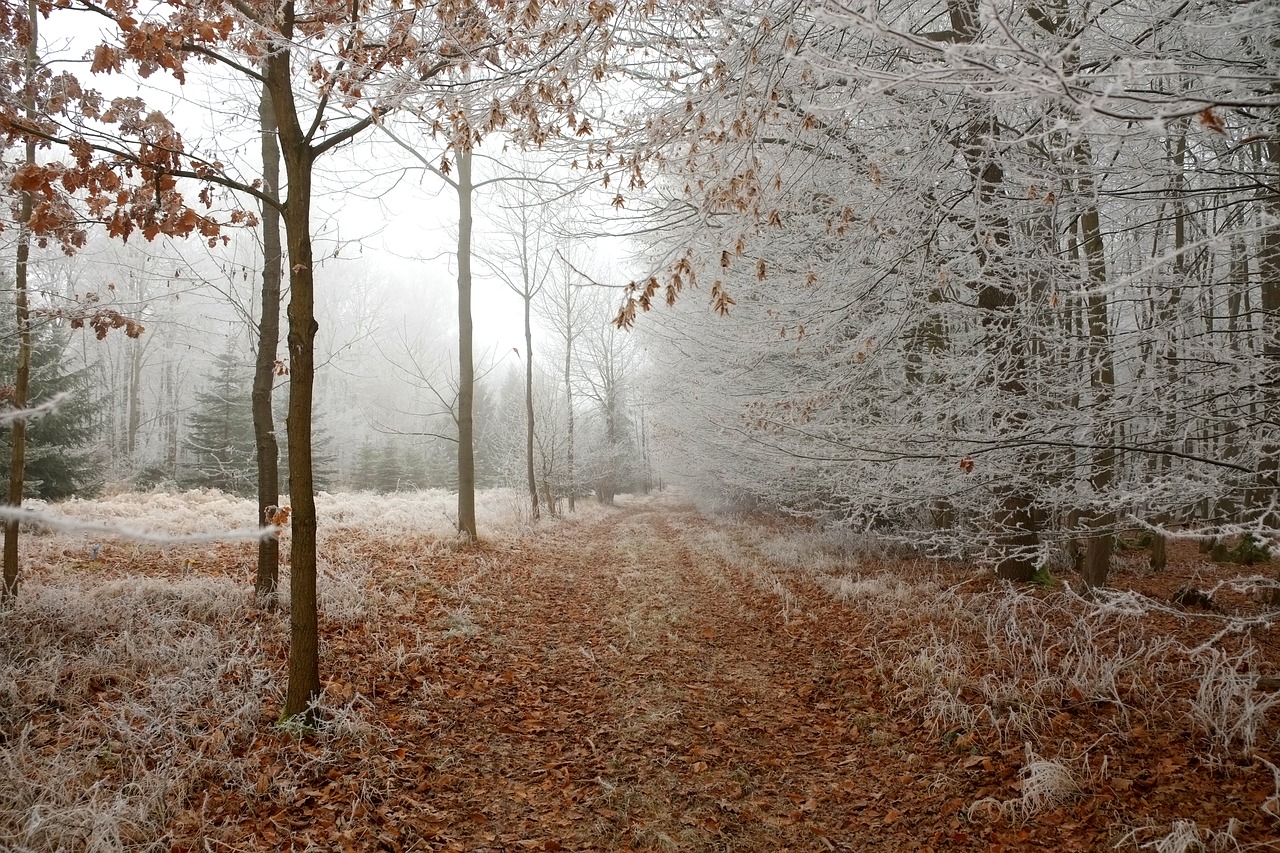 Image - forest path winter forest away