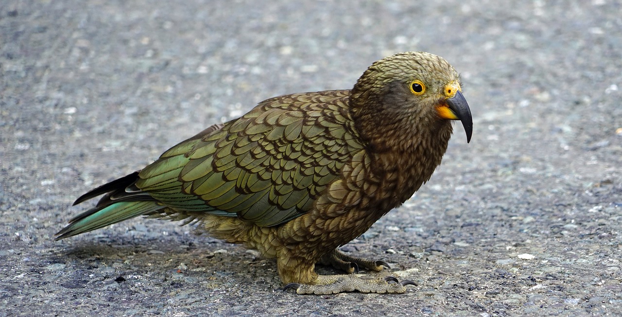 Image - kea mountain parrot parrot