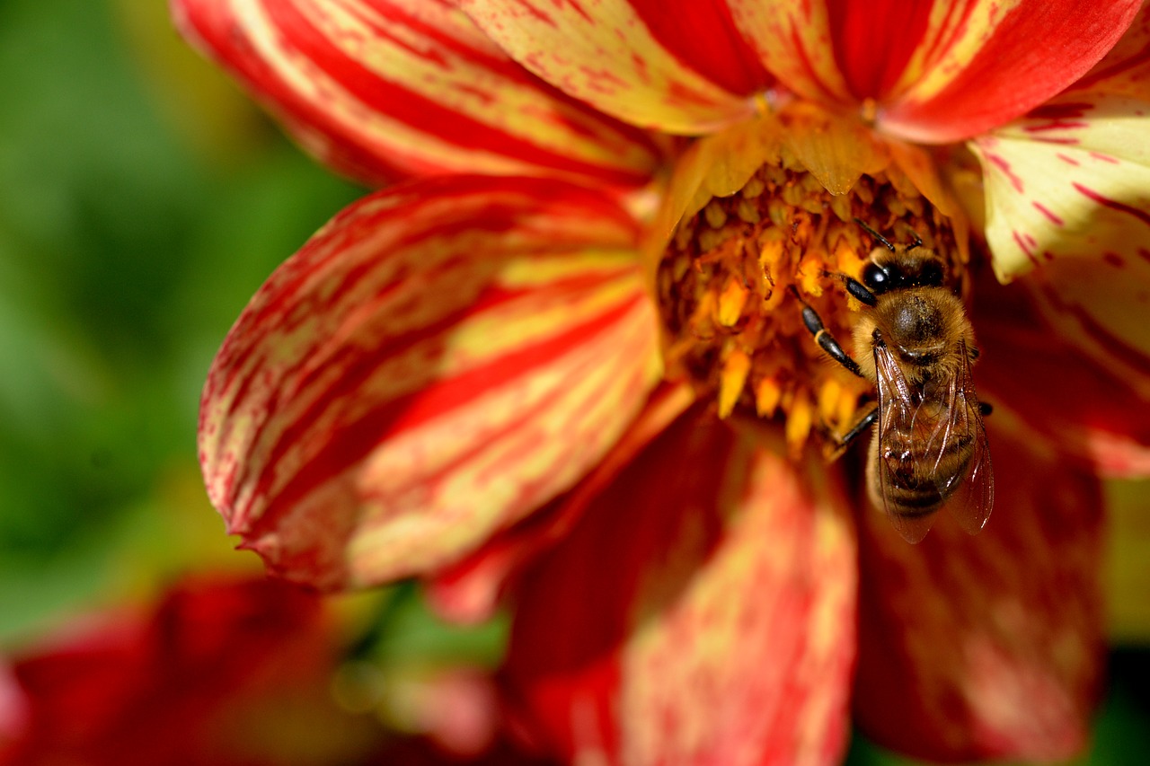 Image - bee flower busy garden insect
