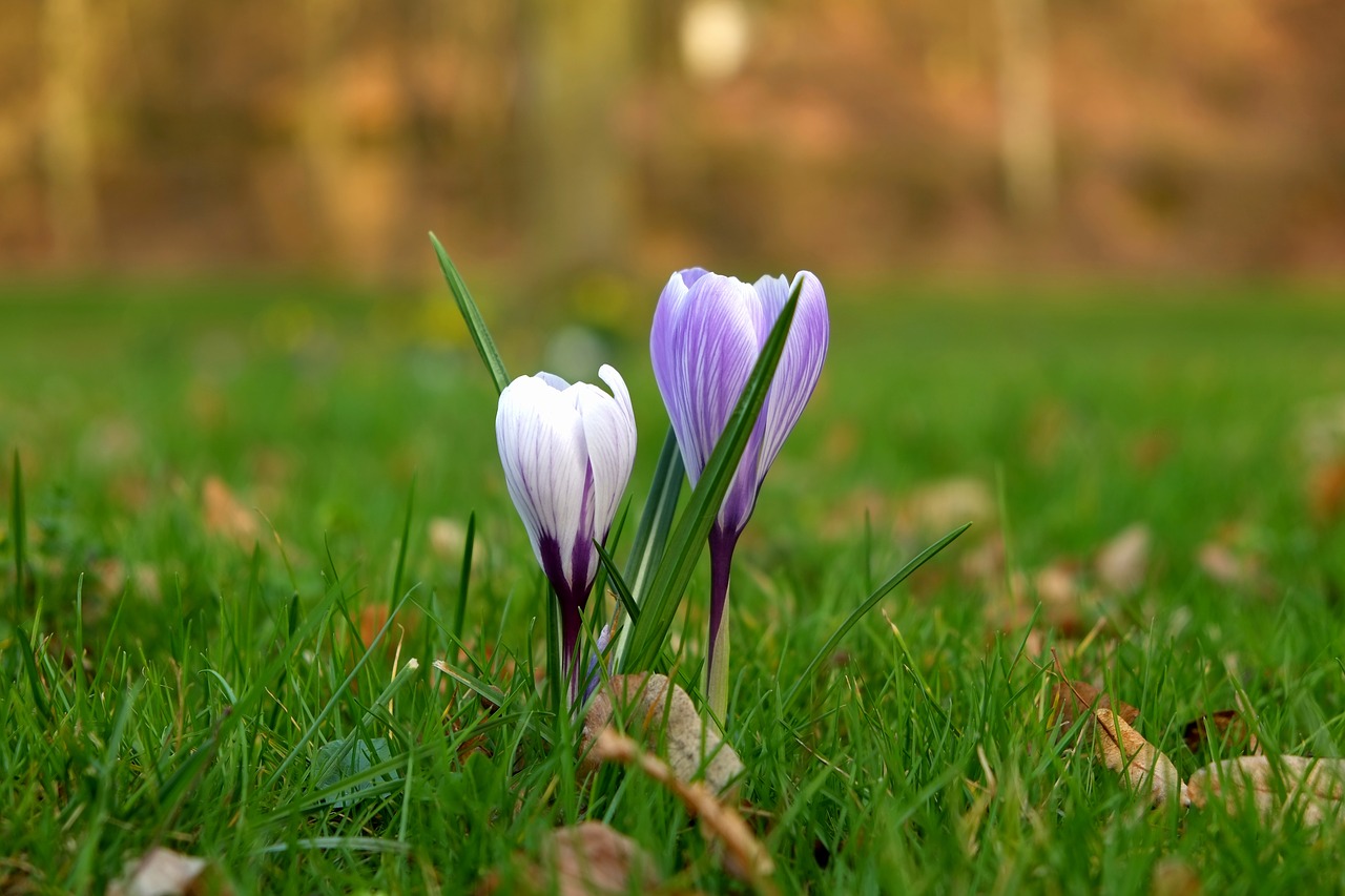 Image - crocus flower spring spring flower
