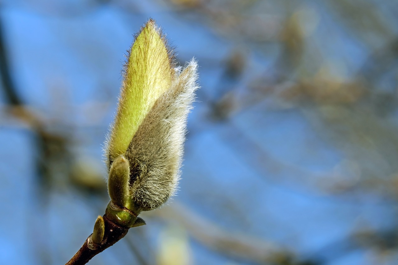 Image - bud flower bud magnolia bud