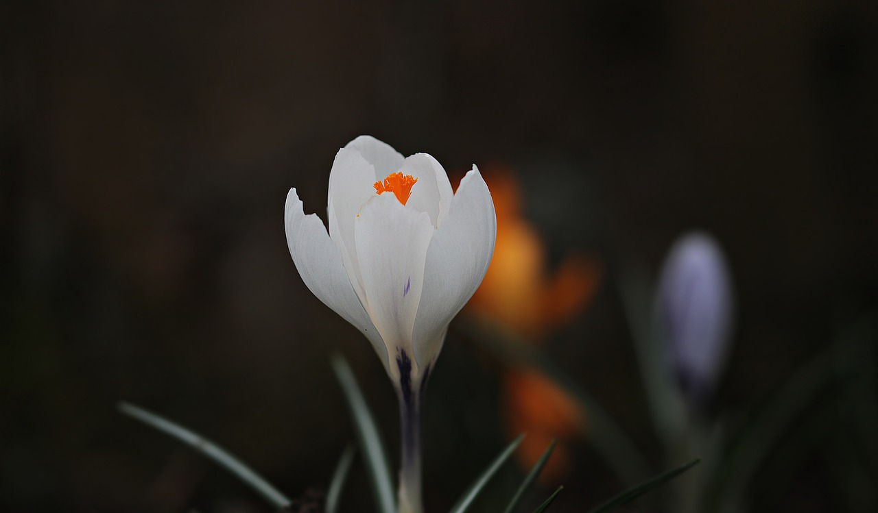 Image - crocus flower spring spring flower