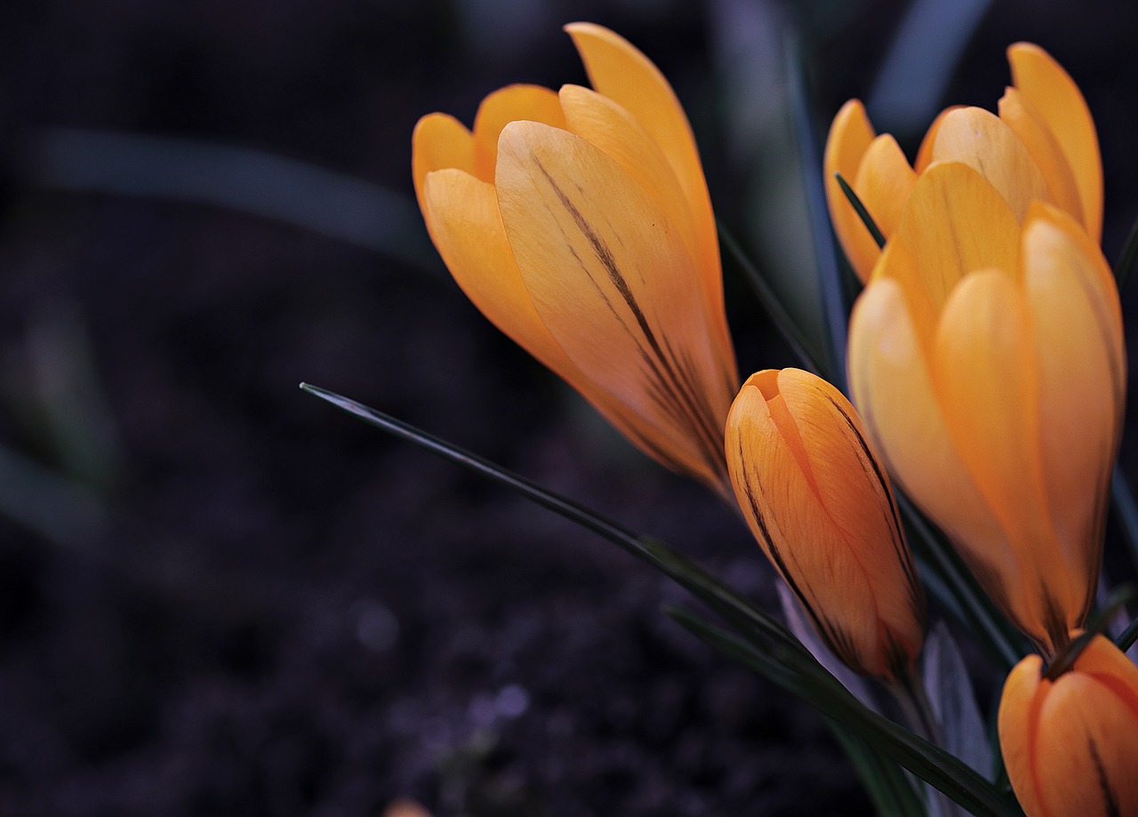 Image - crocus flower spring spring flower