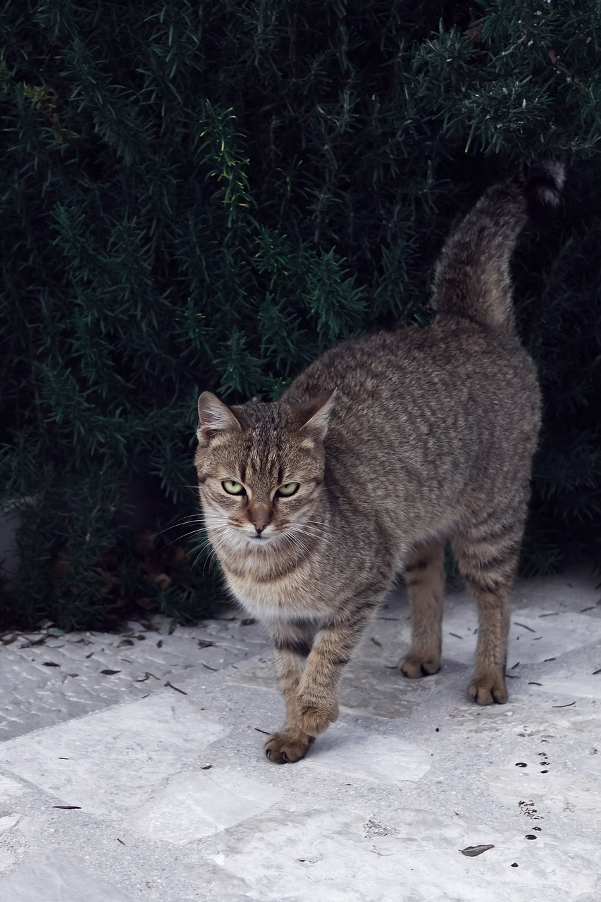 Image - cat pet friend fluffy kitten cute
