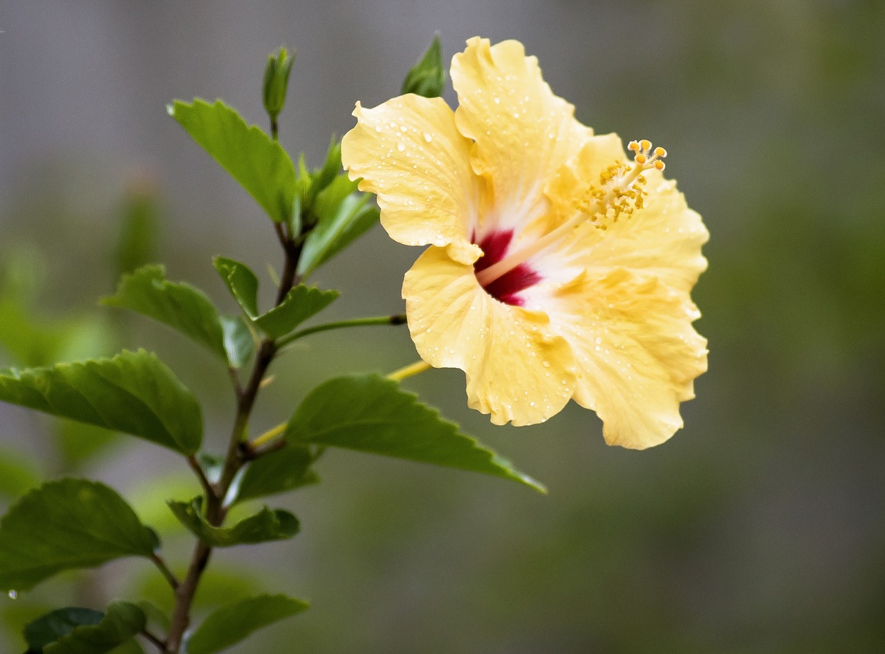 Image - hibiscus tropical flower plant