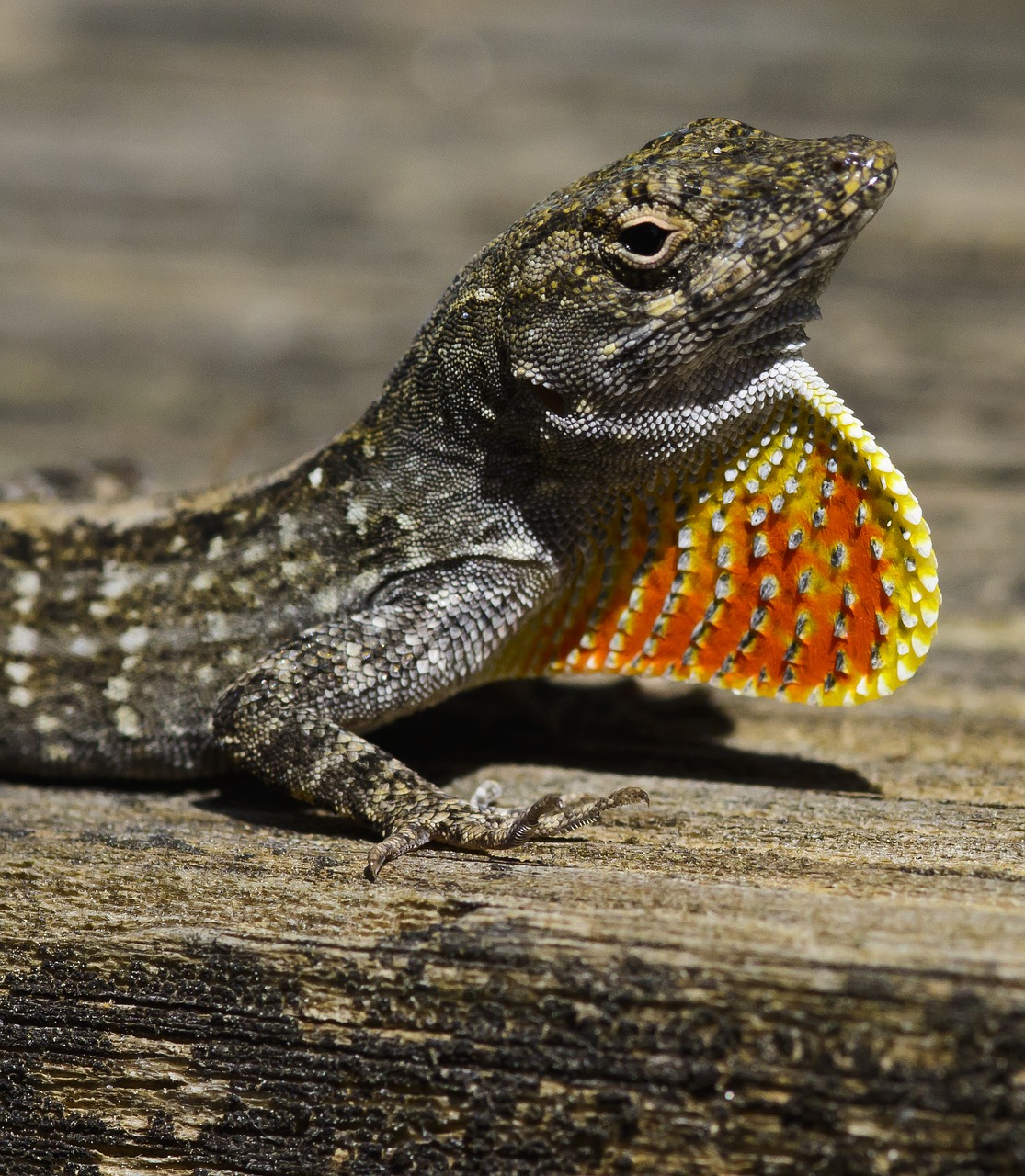 Image - lizard orange red neck reptile