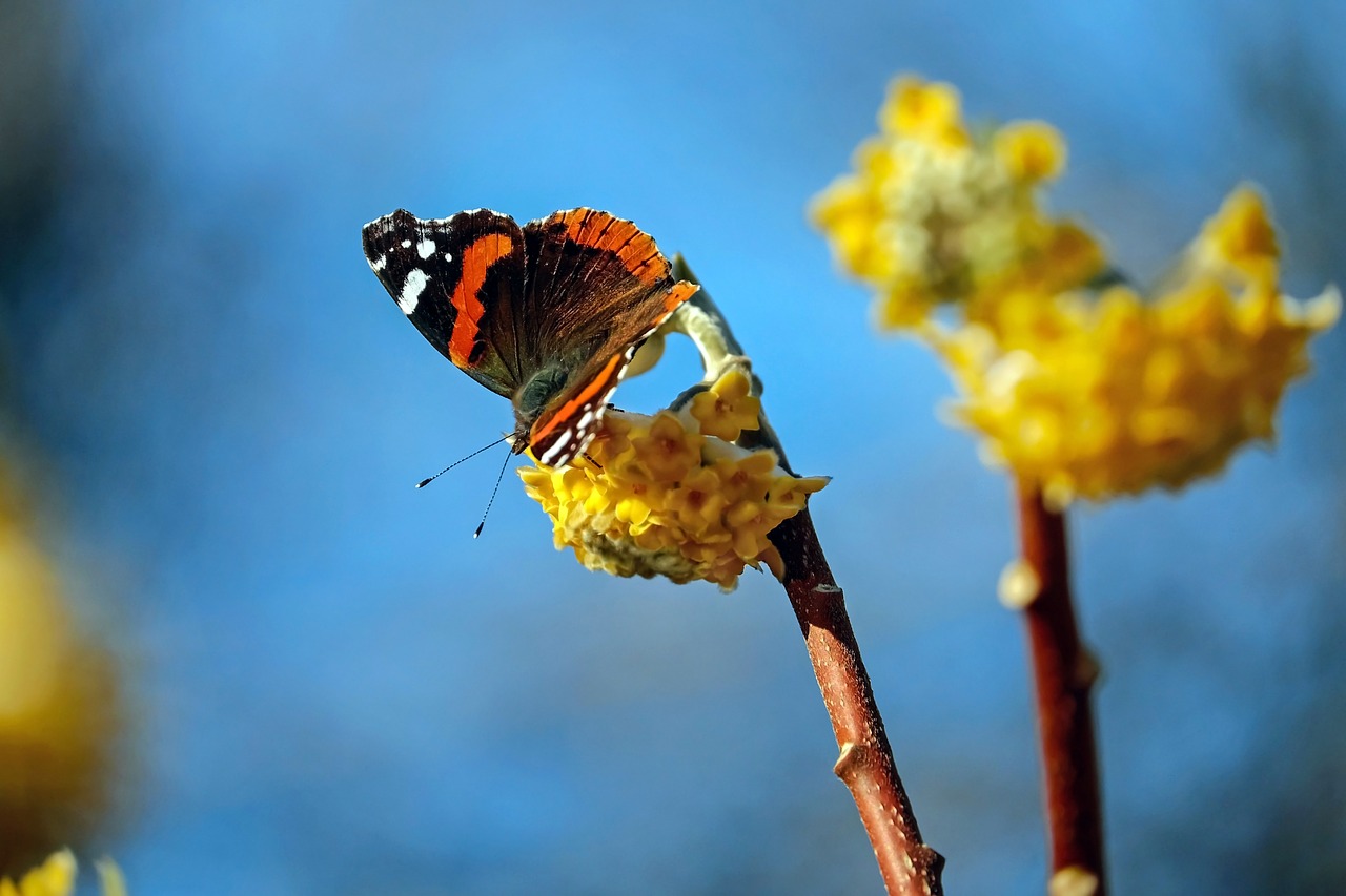 Image - butterfly admiral edelfalter insect