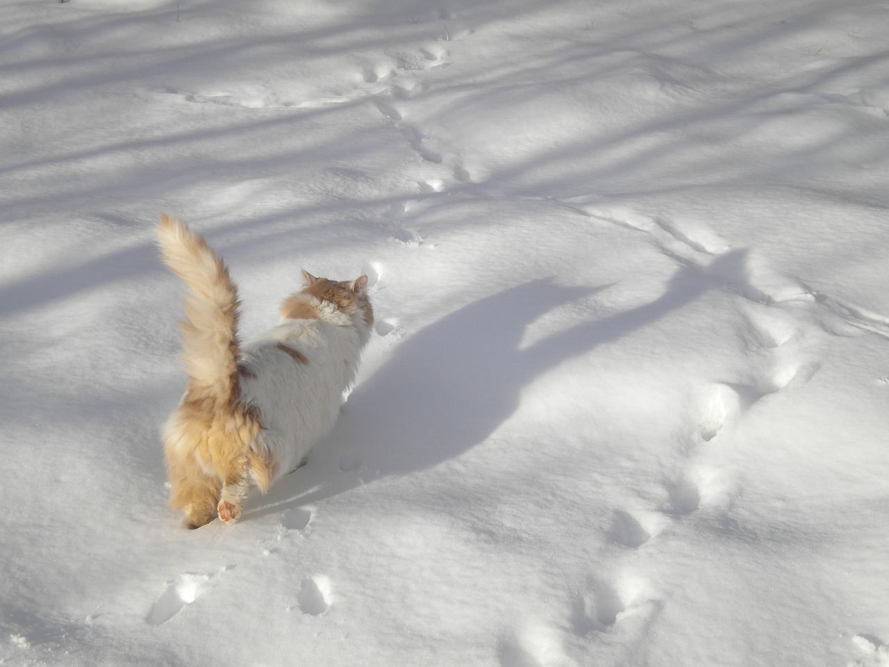 Image - cat walking in the snow cat snow