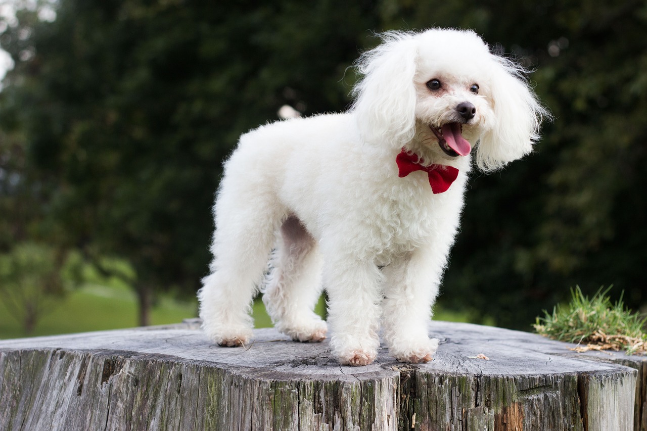 Image - poodle puppy dog happy