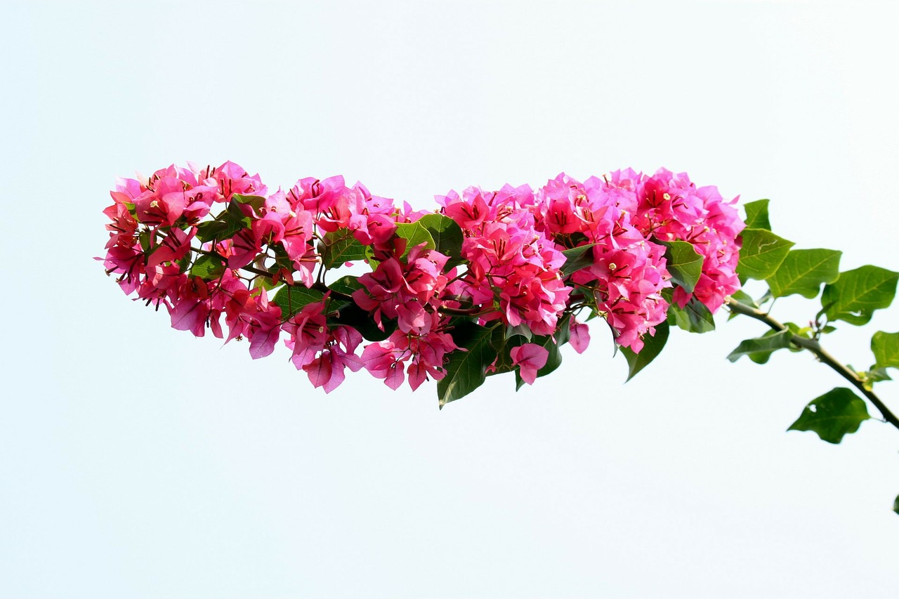 Image - flower bougainvillea floral plant