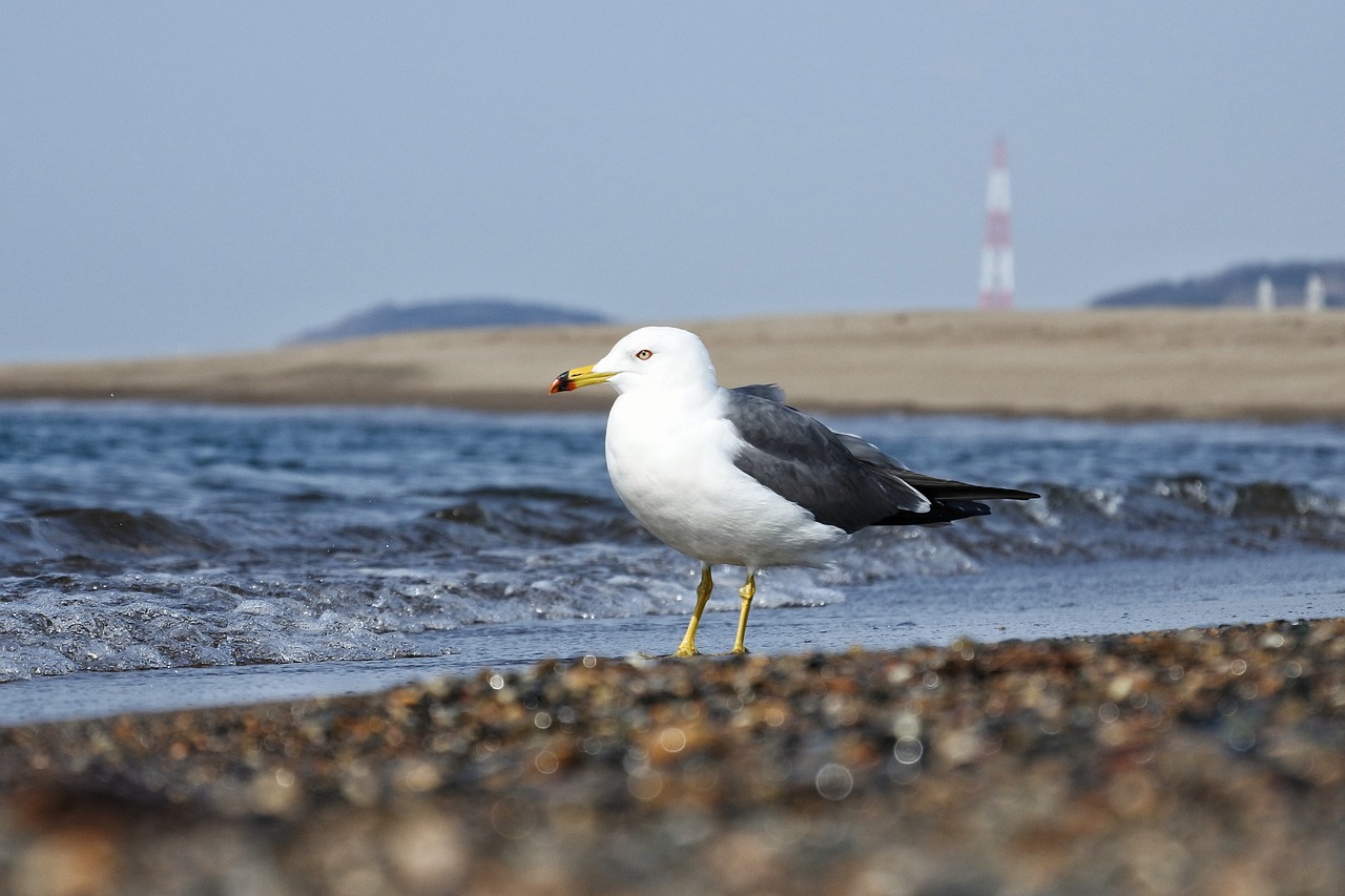 Image - animal sea beach wave sea gull