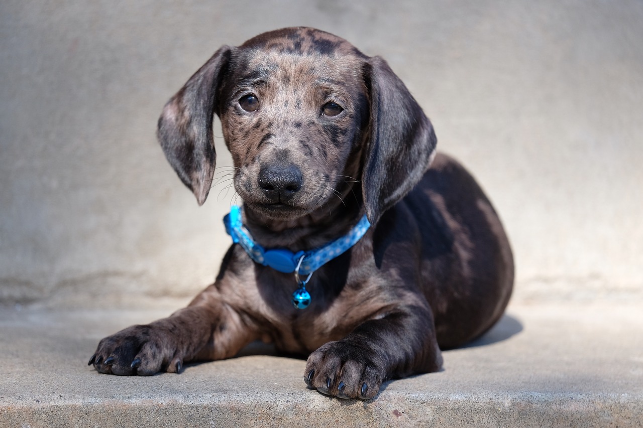 Image - dachshund dog animal puppy puppies