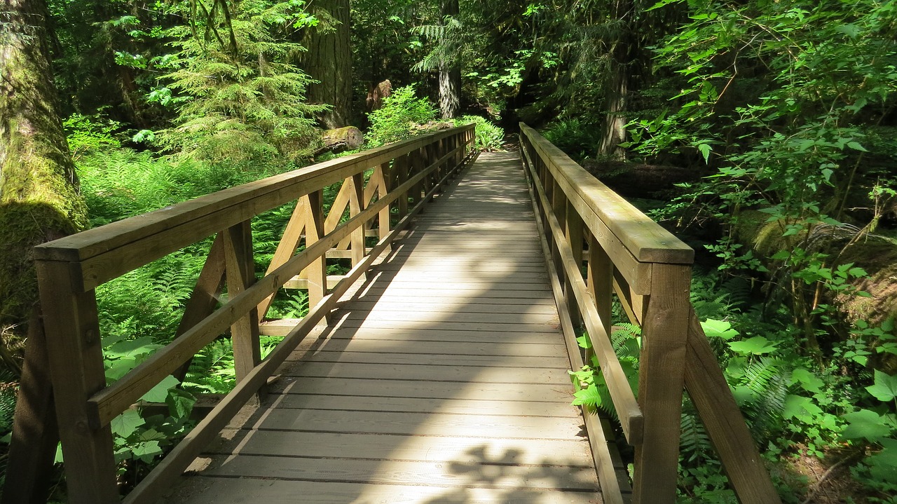 Image - bridge nature wooden forest green