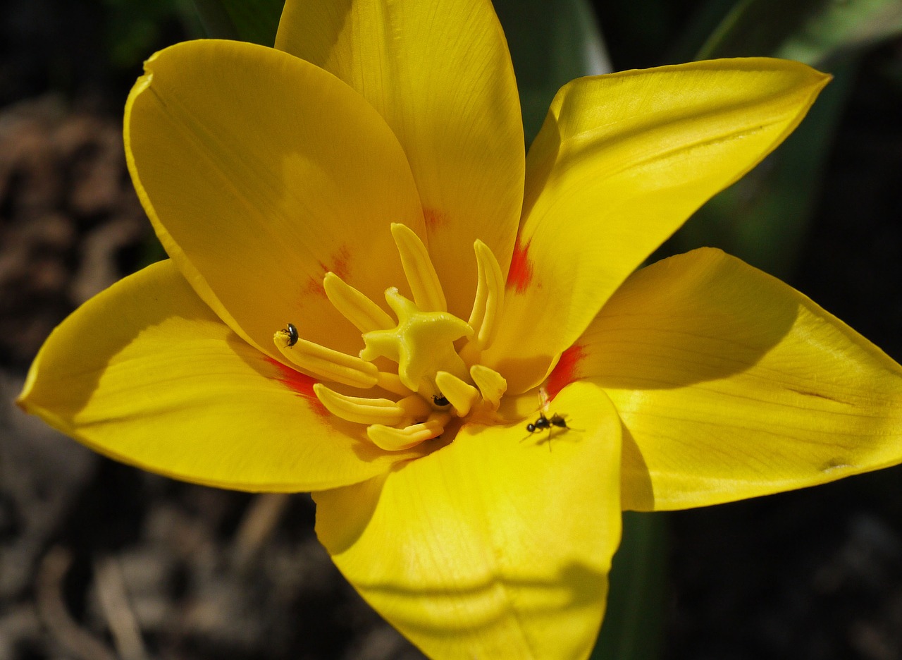 Image - dwarf tulip blossom bloom blossomed