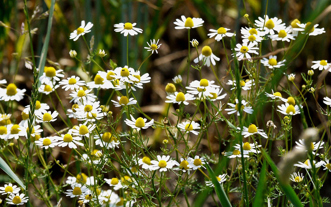 Image - wild camomile cornfield arable