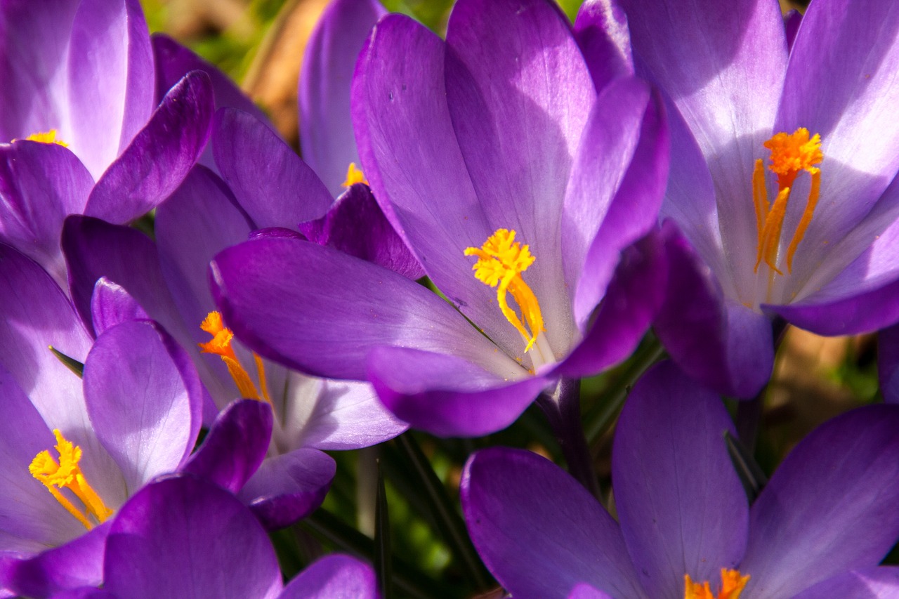 Image - crocus spring easter flower