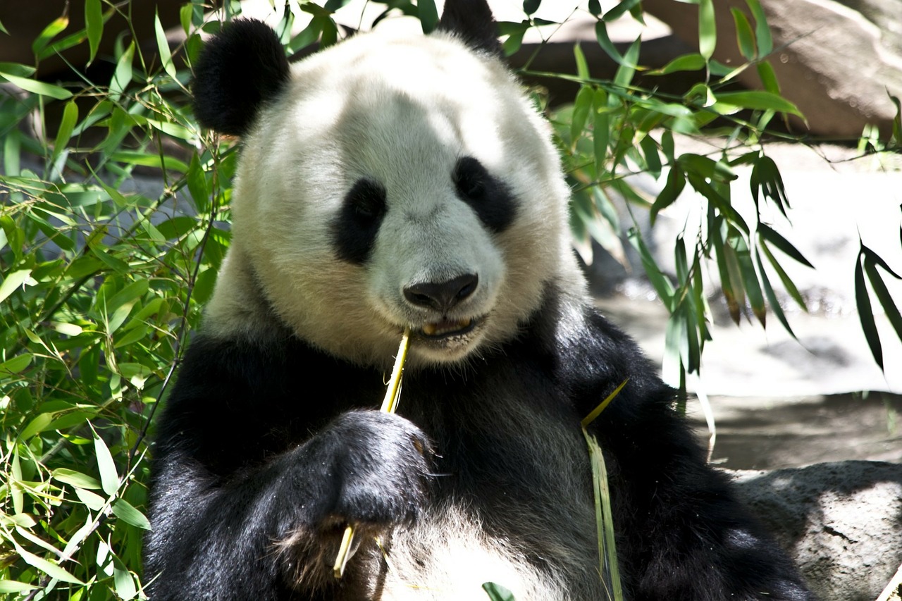 Image - panda bear zoo animal wildlife