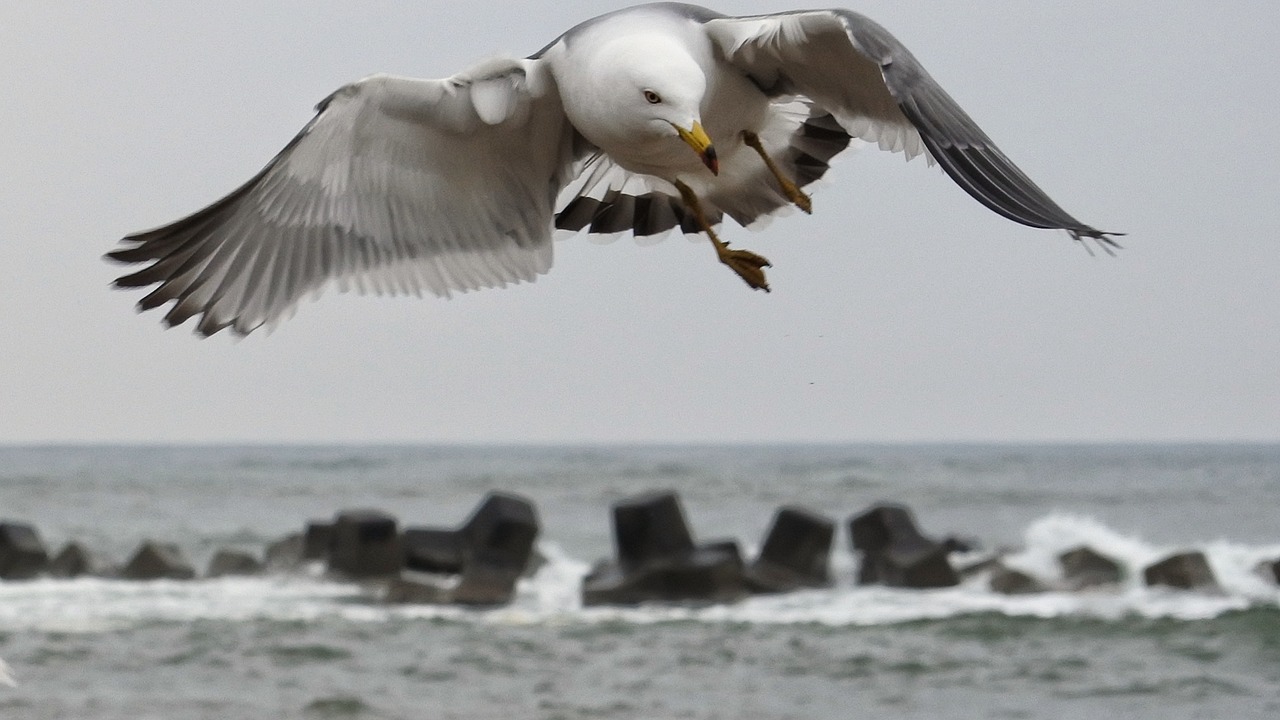 Image - animal sea beach wave sea gull