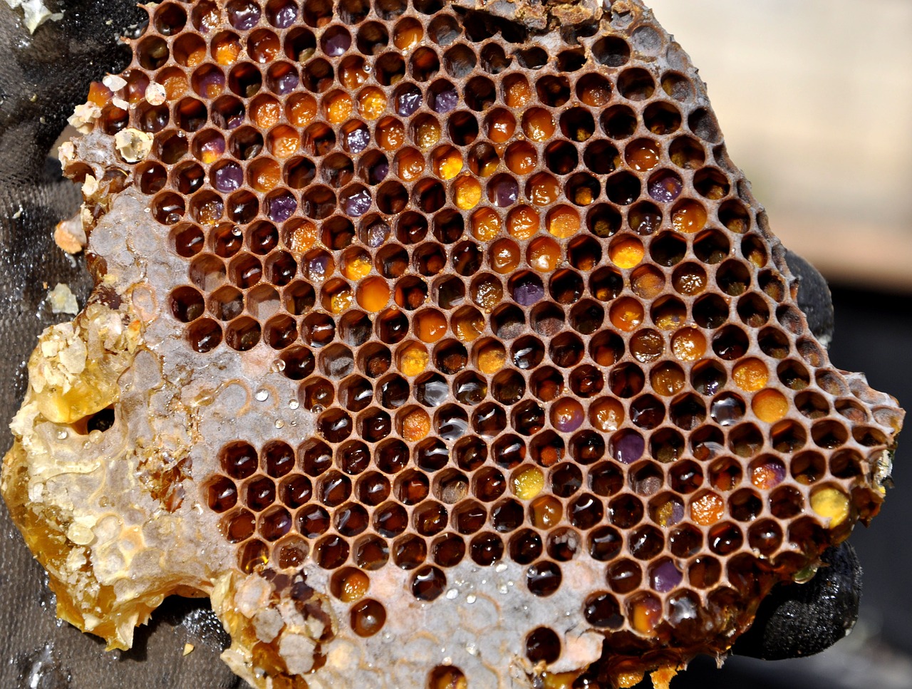 Image - honeycomb pollen warehousing honey