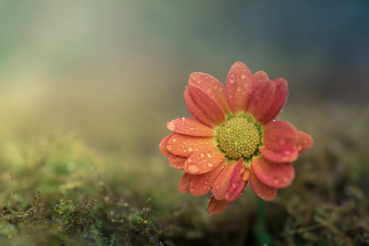 Image - flower macro bokeh green garden