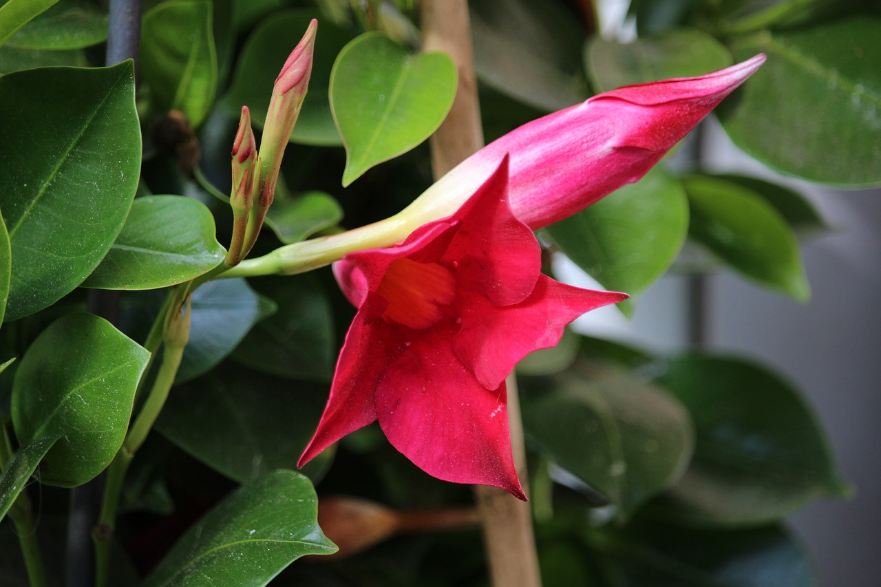 Image - clematis rank flower flower red