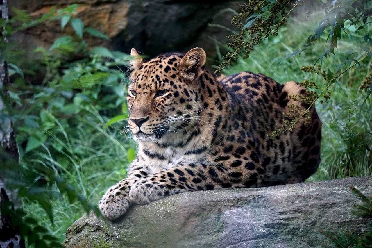 Image - leopard zoo leipzig predator fur