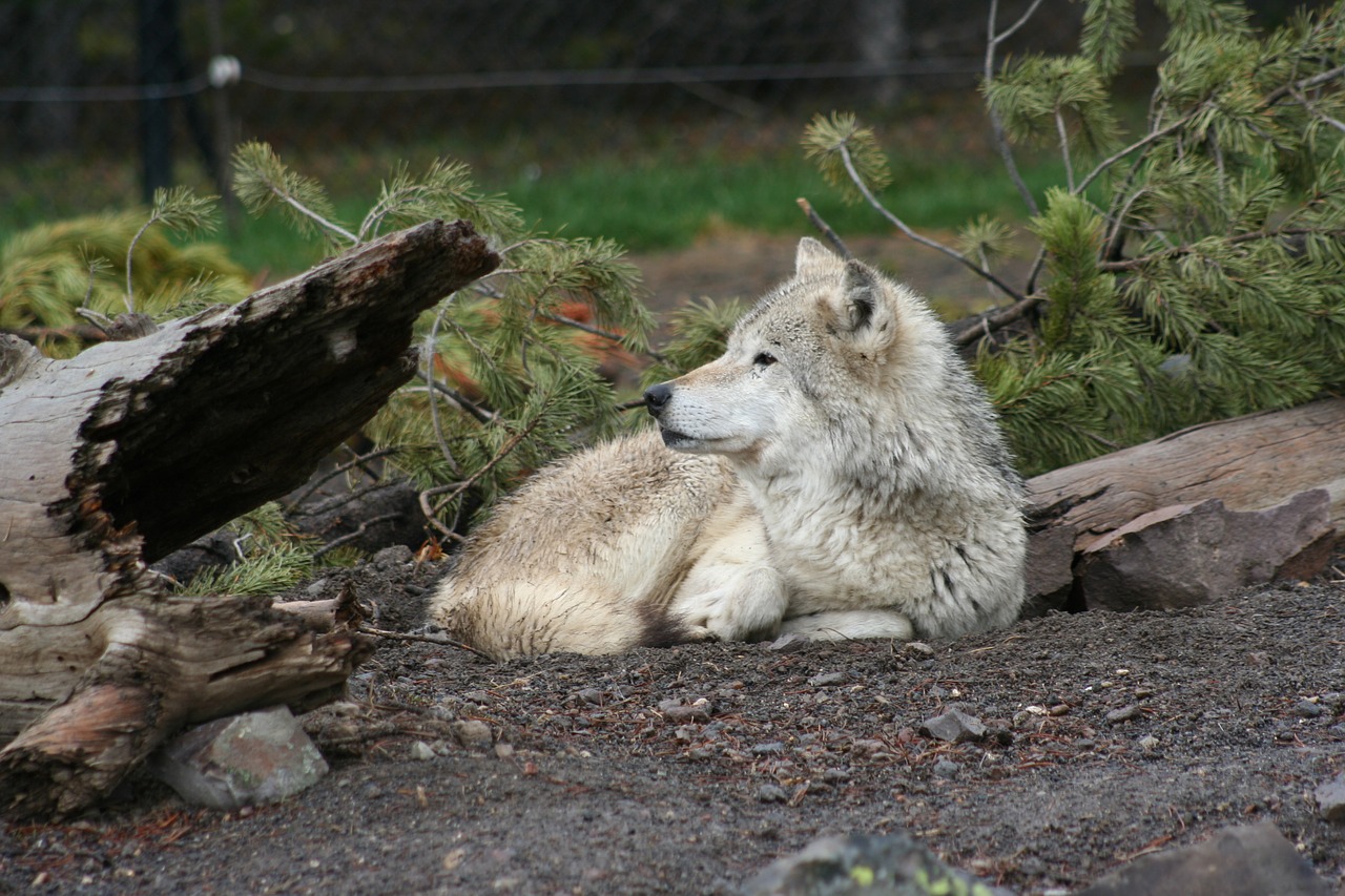 Image - wolf animal white wildlife wild