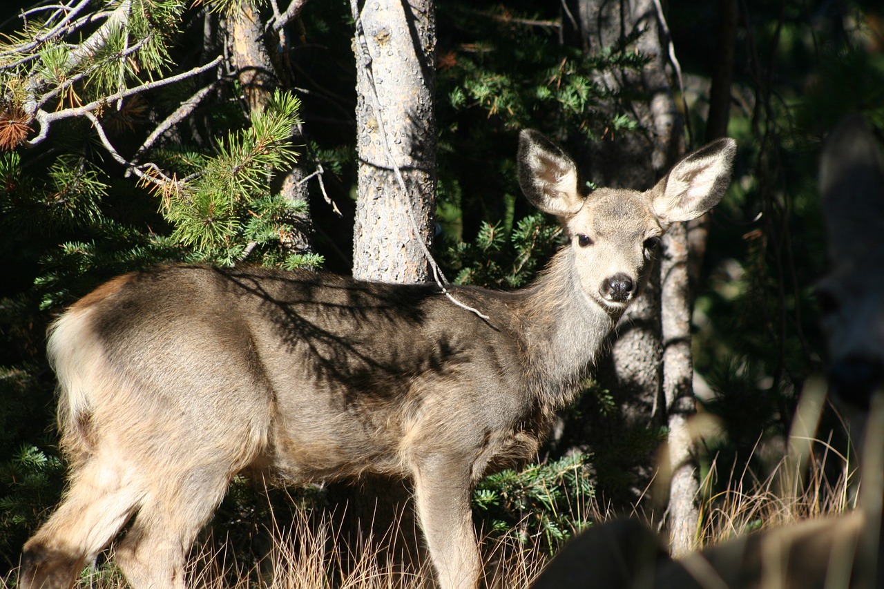 Image - fawn animal mammal deer wildlife