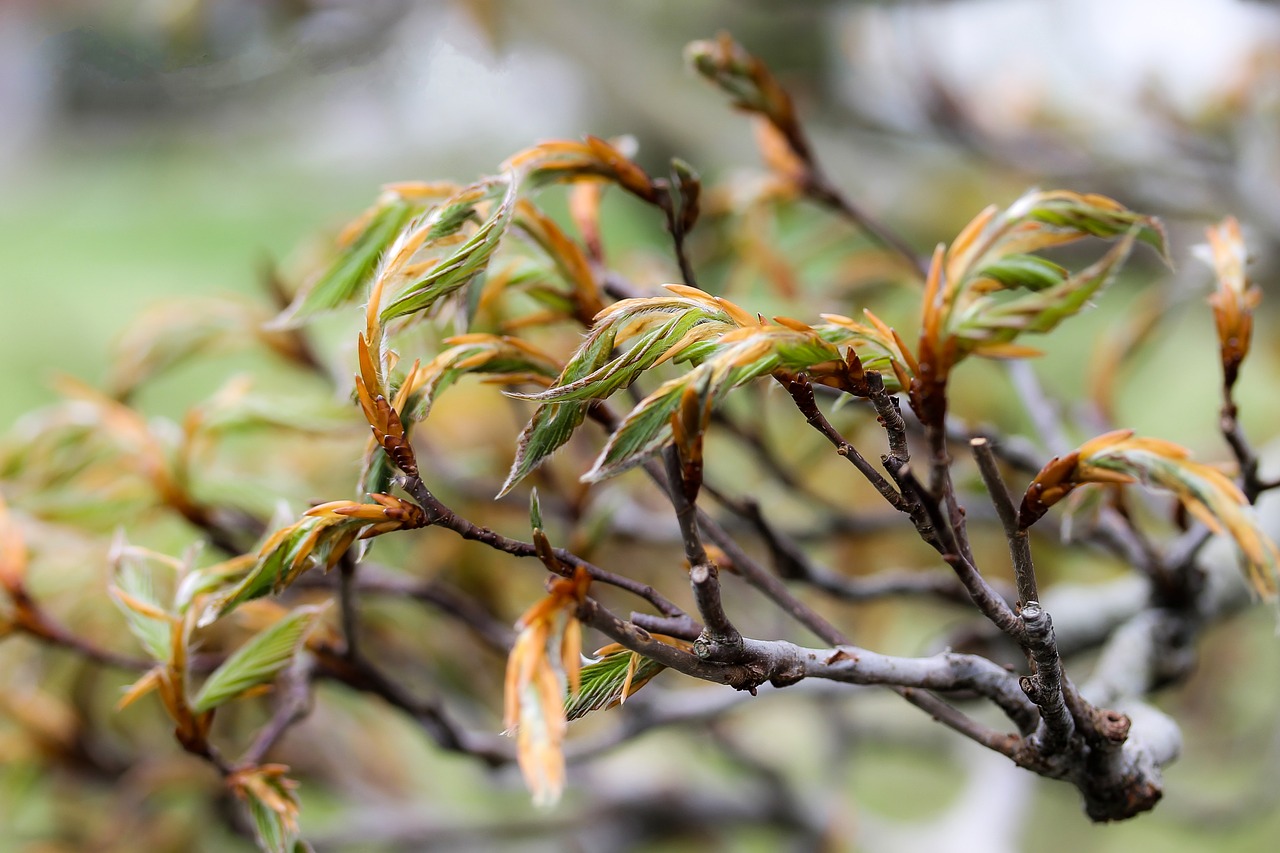 Image - beech leaves wood plant