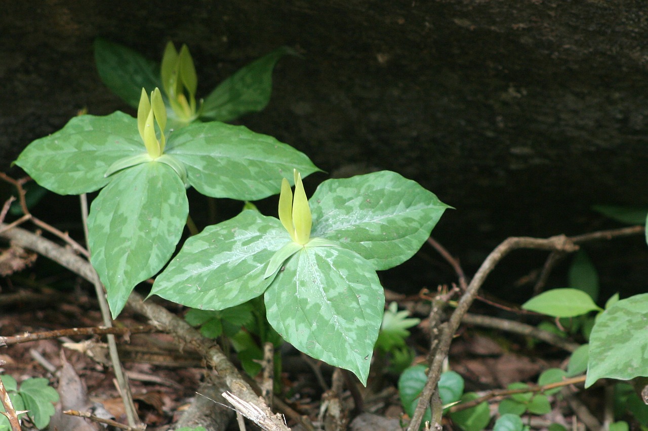 Image - trillium wild flower nature wild