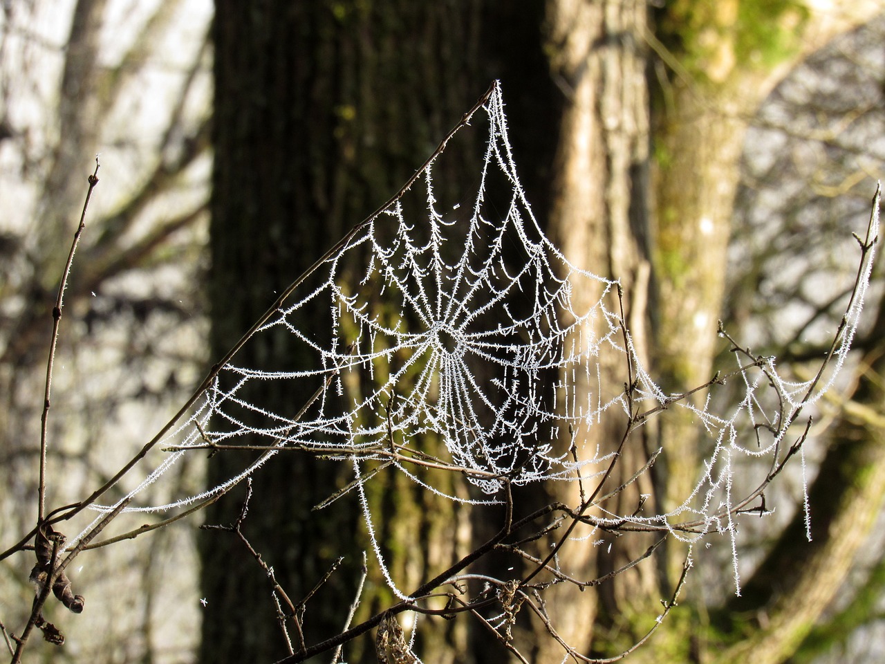 Image - cobweb frost cold hoarfrost