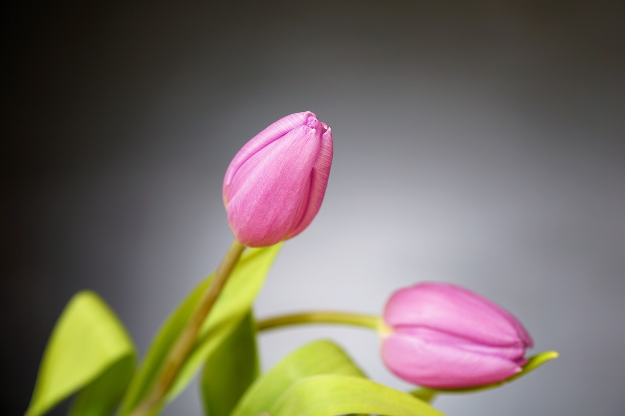 Image - tulip flower nature spring bouquet