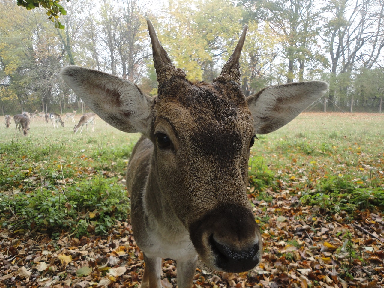 Image - roe deer hirsch close wild nature